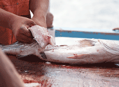fish cleaning station cleaner